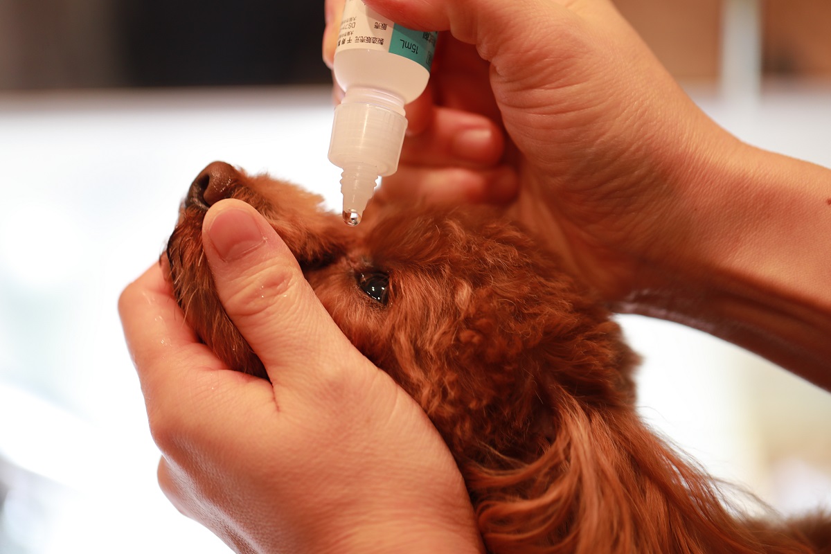 Un nuevo colirio mejora los signos de la enfermedad de ojo seco en perros